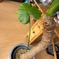 クワズイモ　大きめ　観葉植物　鉢セット　の画像