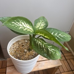 観葉植物　ディフェンバキア　トロピックスノー　の画像