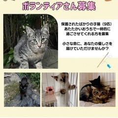 帯広近郊で子猫の預かりボランティアさん募集
