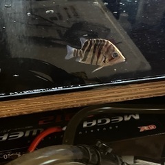 熱帯魚ダトニオプラスワンWILD