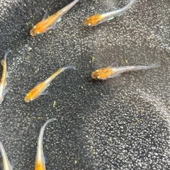 (ラスト)三色体外光キッシングメダカ　14匹の画像