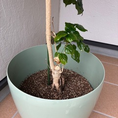 観葉植物の画像