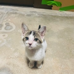 子猫の里親さん募集(オスとメス)