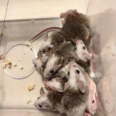 ヤワゲネズミ（お話進め中）