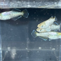 はちみつメダカ　2ペアの画像