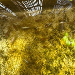 メダカあげますの画像