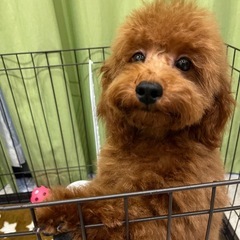 トイプードル　レッド　血統書付