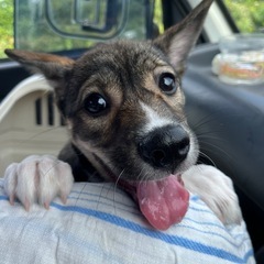 (仮)マナちゃん　里親募集