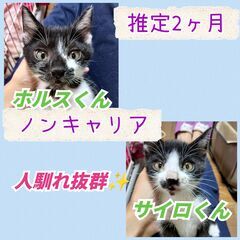 ★里親様✨募集致します★推定2ヵ月子猫2匹※10/5(日)澄川シ...