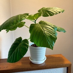 観葉植物🪴ウンベラータの画像