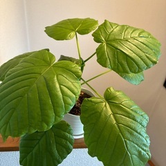 観葉植物🪴ウンベラータの画像