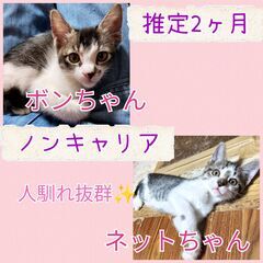 ★里親様✨募集致します★推定2ヵ月子猫2匹※10/5(日)澄川シ...
