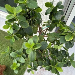 クルシアロゼア 大鉢 観葉植物の画像
