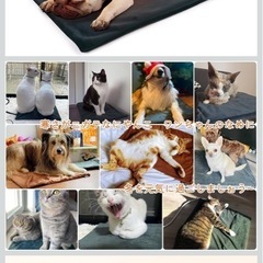 【お取引き中】ペキュート Pecute ペット用 ホットカーペット 猫 ペット用 ホットカーペット ペットヒーター 厚手 猫 犬用 ヒーターマット ペットカーペット 角型 過熱保護 噛み付き防止 寒さ対策 Mサイズ 50×40cmの画像