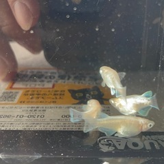 筑紫メダカ直径❗️エンゼルダルマ　おまけあり‼️の画像