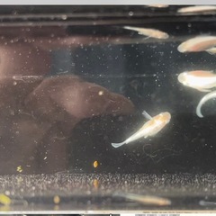 筑紫メダカ直径❗️エンゼルダルマ　おまけあり‼️の画像