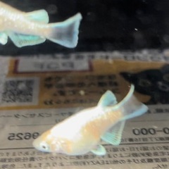 筑紫メダカ直径❗️エンゼルダルマ　おまけあり‼️の画像