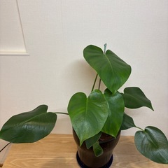 モンステラ　鉢付きの画像