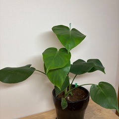 モンステラ　鉢付きの画像