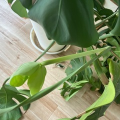 モンステラ　観葉植物の画像