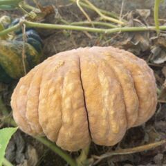 畑のカボチャ×5個★無農薬栽培★みどり、オレンジの画像