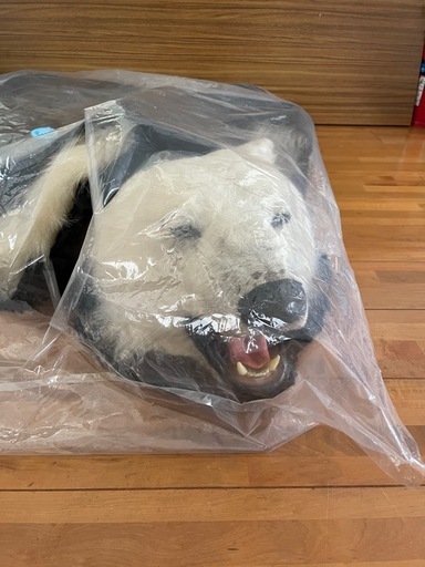 白熊　　　はく剥製