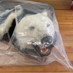 白熊 はく剥製