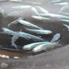 めだか 幹之ミックス 稚魚 サイズ中 12匹の画像