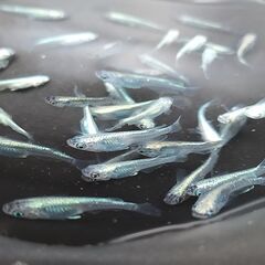 めだか 幹之ミックス 稚魚 サイズ中 12匹の画像