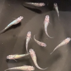 改良メダカ  若魚  10匹  ✨夜桜✨の画像