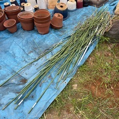 植木鉢差し上げます。
の画像