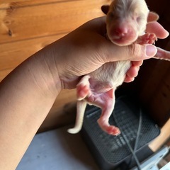 子犬 里親  ご家族様が決まりました！