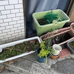 ◆早い方優先‼︎ プランター プラスチック 陶器 など お庭 土 植物の画像