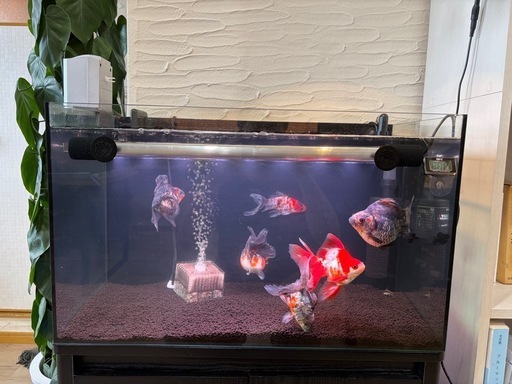 600オールガラス水槽 外部濾過フルセット