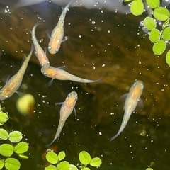 みかん　限定1セット　２５匹　ラメメダカ　メダカ　1.5センチ　の画像
