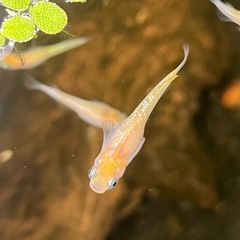 みかん　限定1セット　２５匹　ラメメダカ　メダカ　1.5センチ　の画像