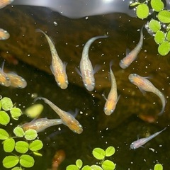 みかん　限定1セット　２５匹　ラメメダカ　メダカ　1.5センチ　の画像
