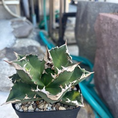 チタノタホワイトファイヤーの画像