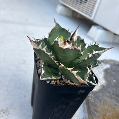 チタノタホワイトファイヤーの画像