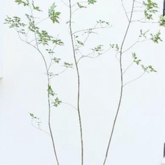 アオダモ譲っていただけませんか？