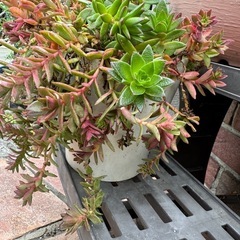 多肉植物の画像