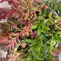 多肉植物の画像