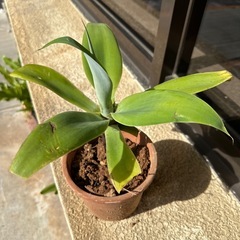 アテナータの画像