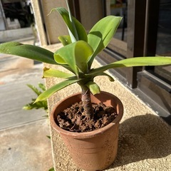 アテナータの画像