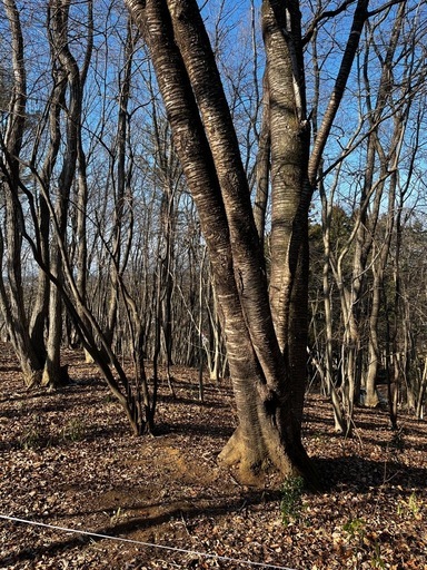 栃木県大田原市堀之内雑木林土地