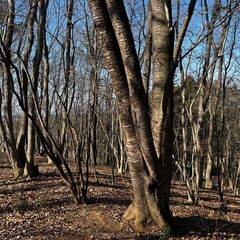 栃木県大田原市堀之内雑木林土地の画像