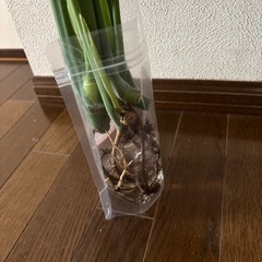 モンステラの画像