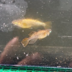 (配送可能)橙1ペアの画像