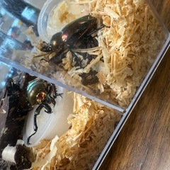 ニジイロクワガタの画像