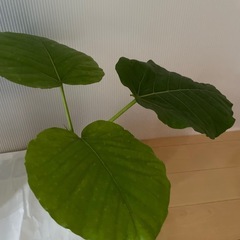 観葉植物　2苗セットの画像